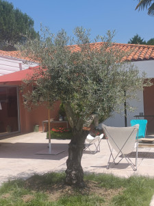 Plantation à Condom