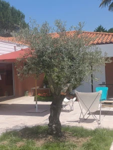 Plantation à Condom