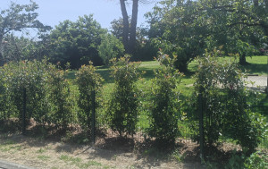 Plantation photinia et pose de clôture en panneaux rigide à Condom