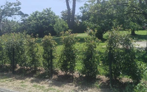 Plantation photinia et pose de clôture en panneaux rigide à Condom