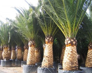 Plantation tout type d'arbres et d'arbustes à Condom
