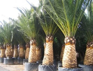Plantation de végétaux