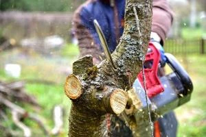 Abattage et élagage à Condom